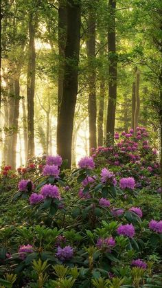 pink flowers in the middle of a forest with sun shining through the trees and fog