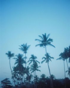 palm trees are silhouetted against the blue sky