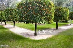 an orange tree is growing in the middle of a garden area with several trees lined up behind it