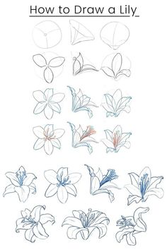 how to draw lily flowers with pencils