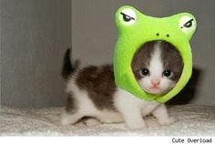 a kitten wearing a frog hat on top of it's head with caption that reads, the amazing frog - cat defender of all things cute and fluffy