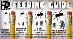 four different types of bugs and mosquitoes on the side of a yellow tube with text that reads feeding guide