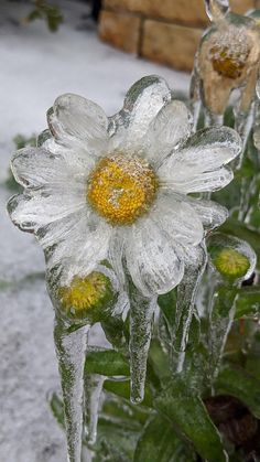 some flowers are covered in ice and snow