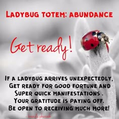 Ladybug Spiritual Meaning, Channeling Spirits, Spirit Guide Messages, Psychic Development Learning, I Am Whole