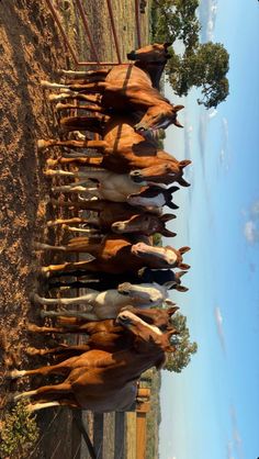 a herd of horses standing next to each other