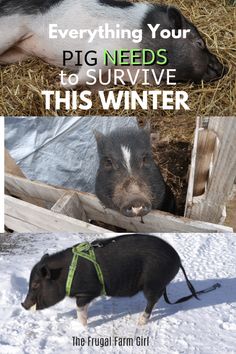 two pigs are standing in the snow and one pig is laying down