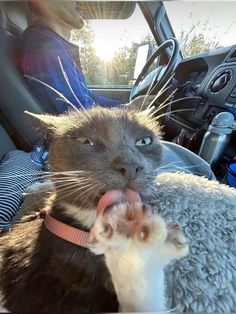 a cat sticking its tongue out while sitting in the back seat of a car with it's mouth open