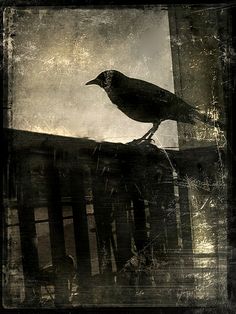 a black bird sitting on top of a wooden fence next to a window sill