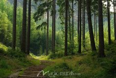 a dirt path in the middle of a forest with steps leading up to trees on both sides