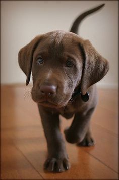 a brown puppy standing on top of a wooden floor