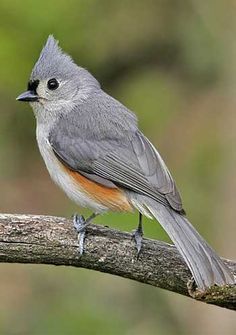 a small gray bird sitting on top of a tree branch in front of green trees