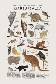 an illustrated poster with many different types of animals and their names in english or spanish