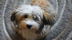 a small brown and white dog sitting on top of a rug