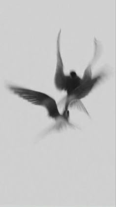 two black and white birds flying in the sky