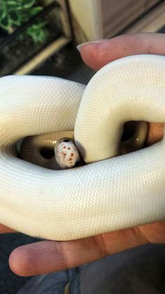 a person holding a fake snake in their hand with a small white object inside it