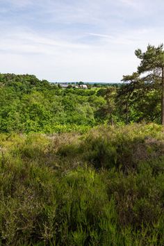 an area with lots of trees and bushes in the foreground, surrounded by tall grass