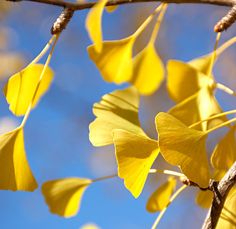 yellow leaves on a tree branch with blue sky in the background