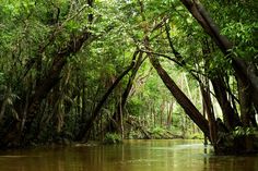 the trees are growing over the water in the jungles and it is hard to tell what they are