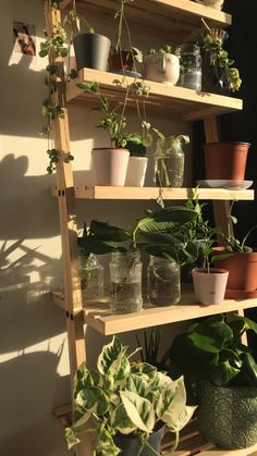 many potted plants are sitting on shelves