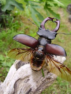 a large insect sitting on top of a piece of wood