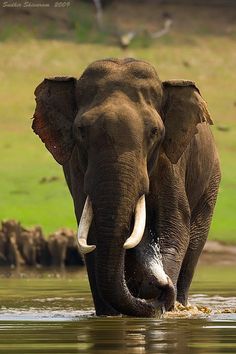 an elephant is walking through the water