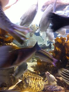 an aquarium filled with lots of different types of fish