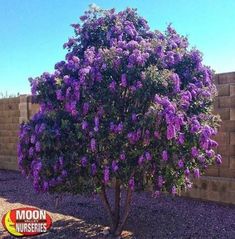 a tree with purple flowers in front of a brick wall