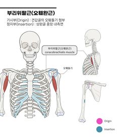 an image of the human skeleton with labels in english and korean characters below it,