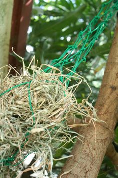 a close up of a bird nest on a tree