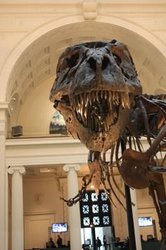 a dinosaur skeleton is displayed in a museum