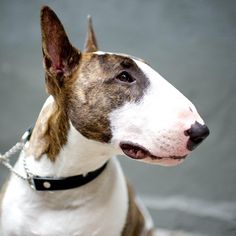 a brown and white dog sitting on top of a cement floor next to a wall