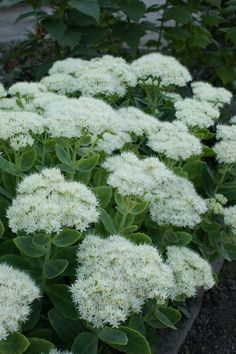 some white flowers are growing in the garden