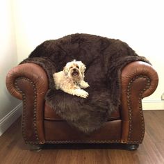 a dog laying on top of a brown chair