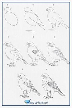 how to draw birds step by step