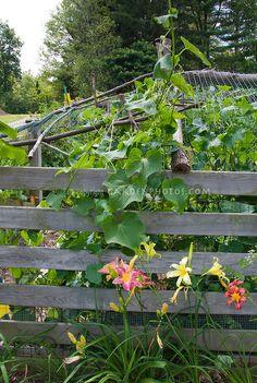 a wooden fence with flowers growing on it