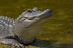 an alligator is sitting in the water