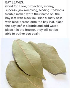 Bay Leaf Magic Spells, Bay Leaf Protection Spell, Bay Leaf Banishing Spell, Bayleaf Love Spell, Spells With Bay Leaves, Bay Leaf Money Spell, Bayleaf Magic