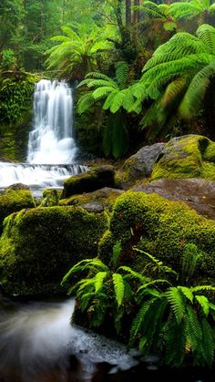 a small waterfall surrounded by lush green plants