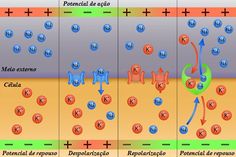 a diagram showing the different stages of an animal's life cycle and how it works