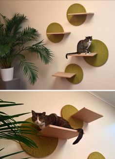 two pictures of a cat sitting on top of a shelf next to a potted plant