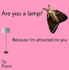 a pink background with an image of a moth on it and the words, are you a lamp? because i'm attracted to you