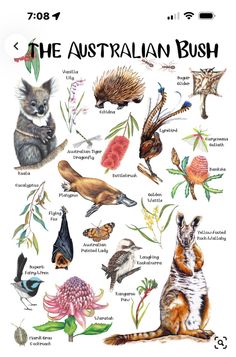 the australian bush poster with different types of animals