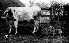 an old black and white photo of a cow with a dog in the grass next to it