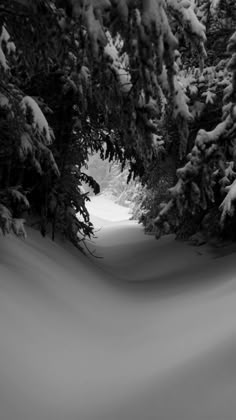 a snowboarder is going down a snowy path in the woods with trees on either side