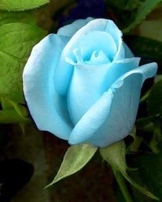 a blue rose with green leaves in the background