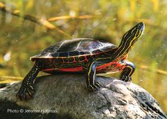 a small turtle sitting on top of a rock