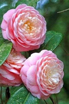 three pink flowers with green leaves on them