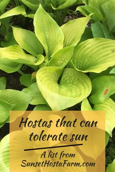 hostas that can tolerate sun