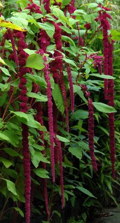 red flowers are growing in the garden next to green leaves and plants with yellow flowers on them