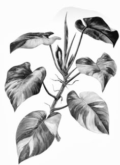 a black and white photo of a plant with leaves